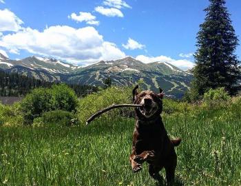 Dog-Friendly Summit County @breckenridgeinbreckenridge