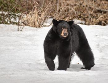 Bear Awareness Summit County