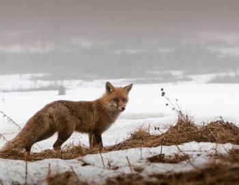 Fox in the snow