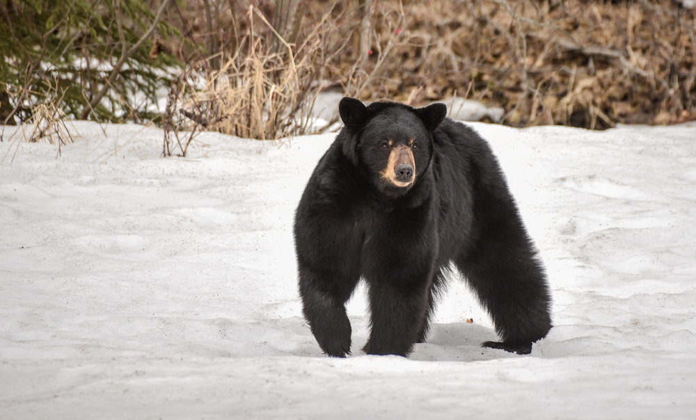 Bear Awareness Summit County