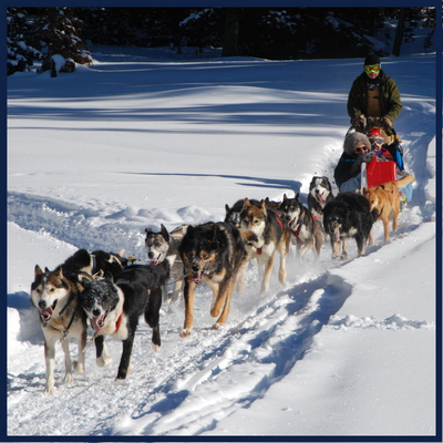 Dog sledding in the winter