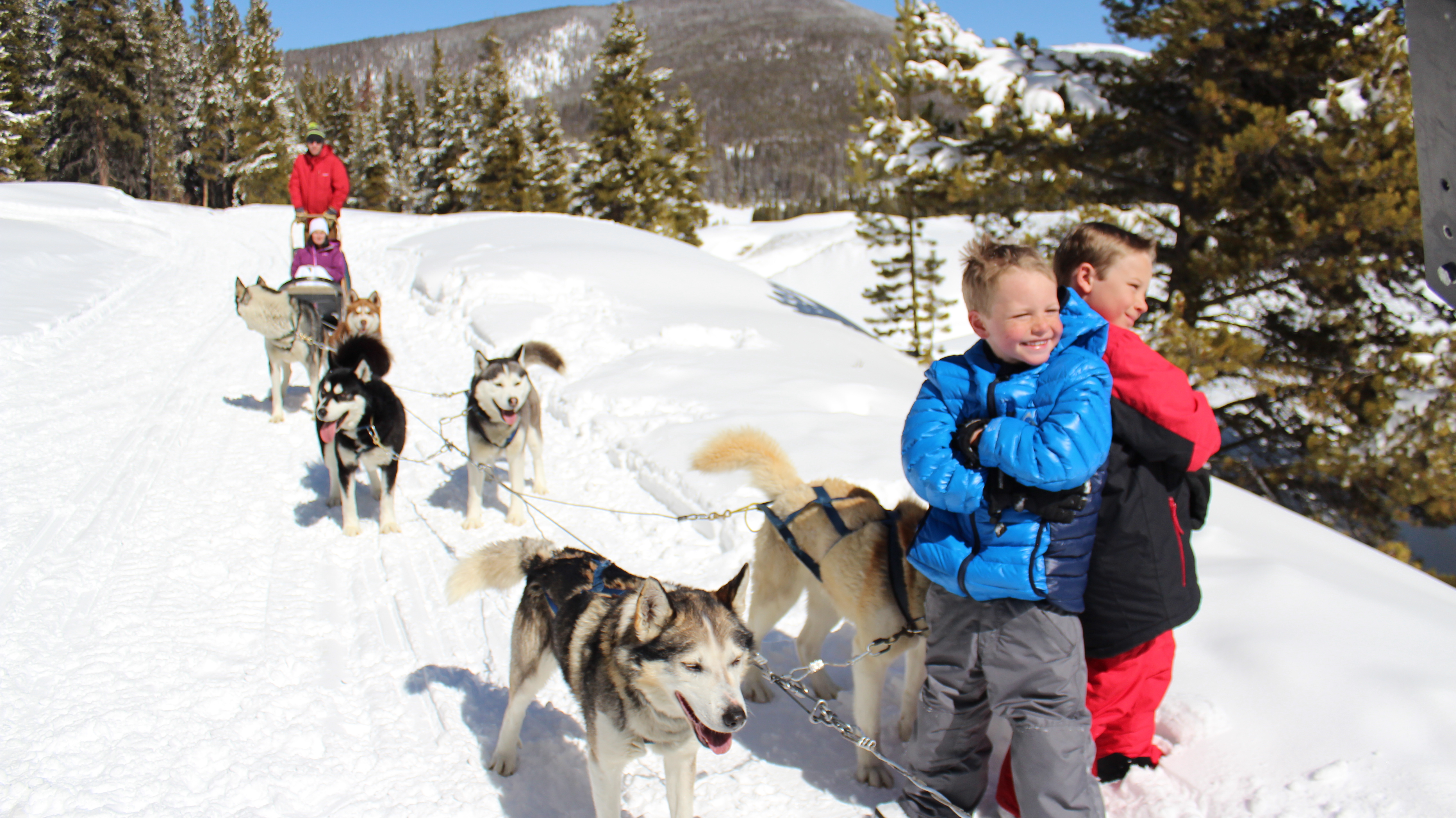 Breckenridge Dog Sledding