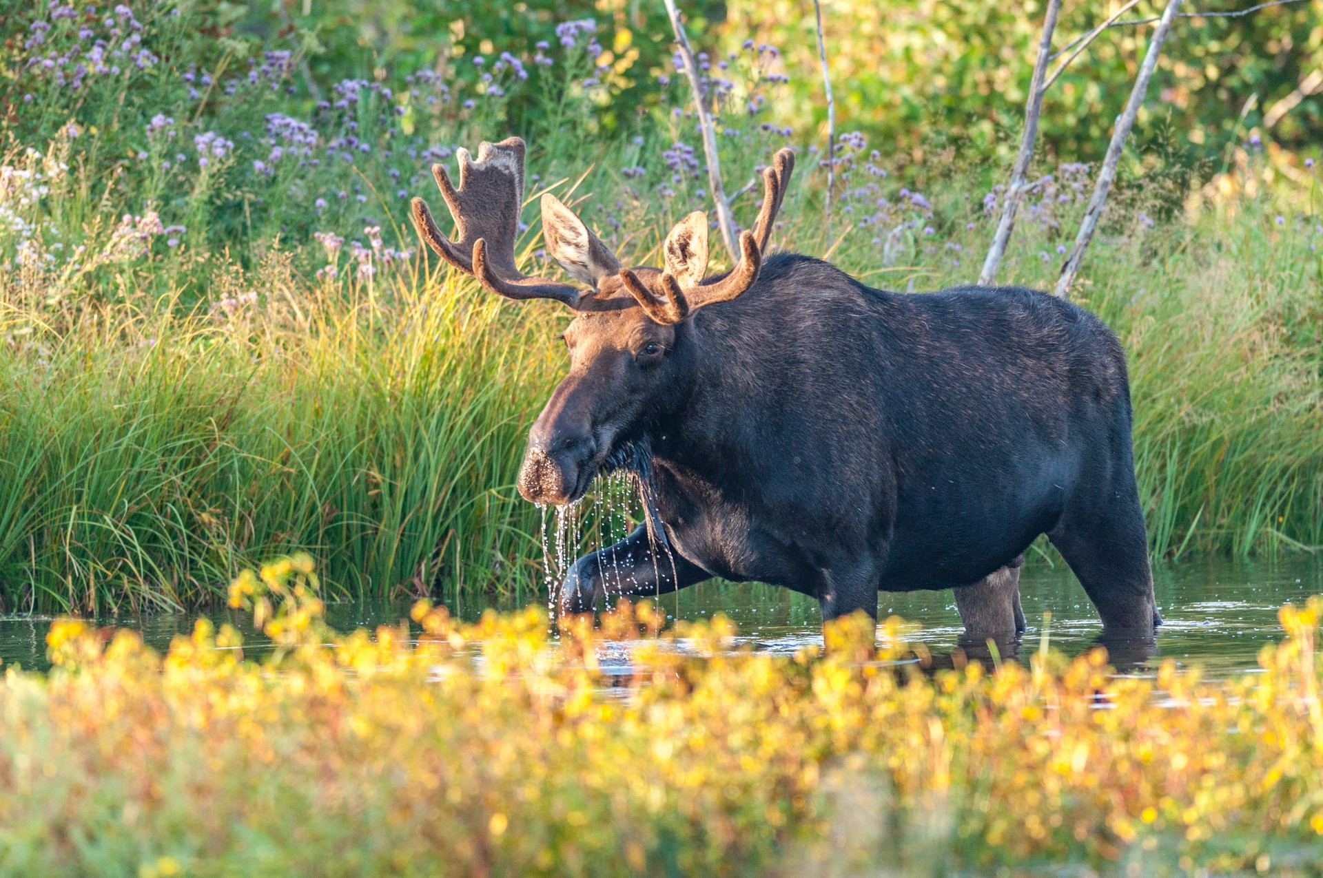 Moose Awareness Summit County