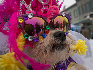 Frisco Mardi Gras Dog Parade