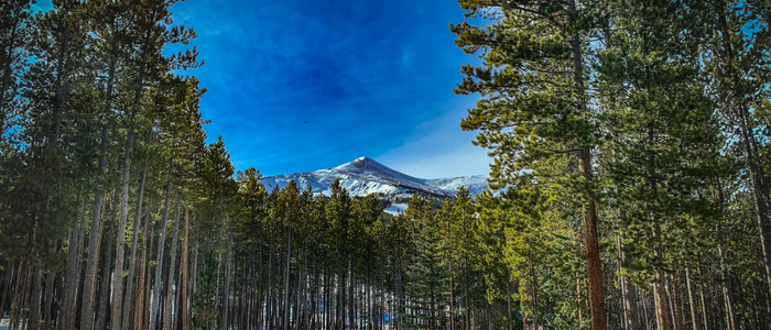 A snowcapped mountain view through pine trees