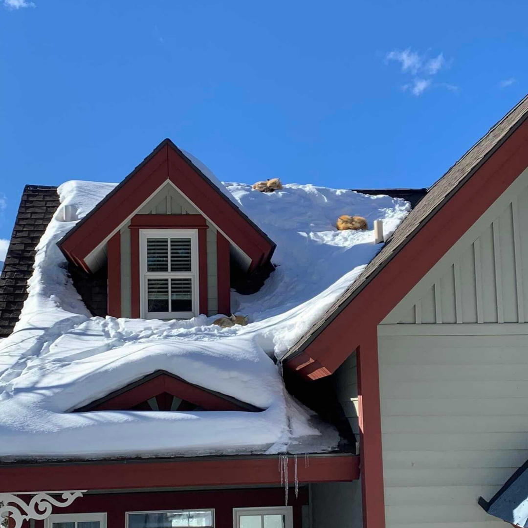 Foxes napping on a snowy roof